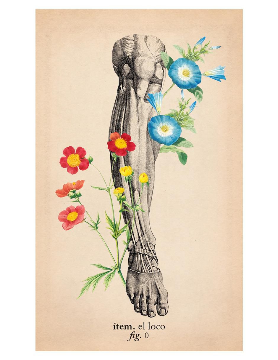 Libro Tarot de anatomía y botánica antiguas de Claire Goodchild