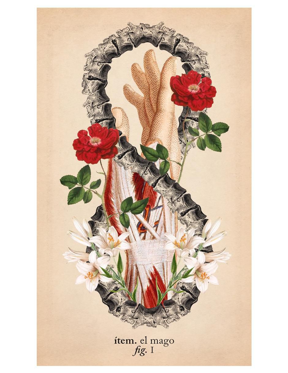 Libro Tarot de anatomía y botánica antiguas de Claire Goodchild
