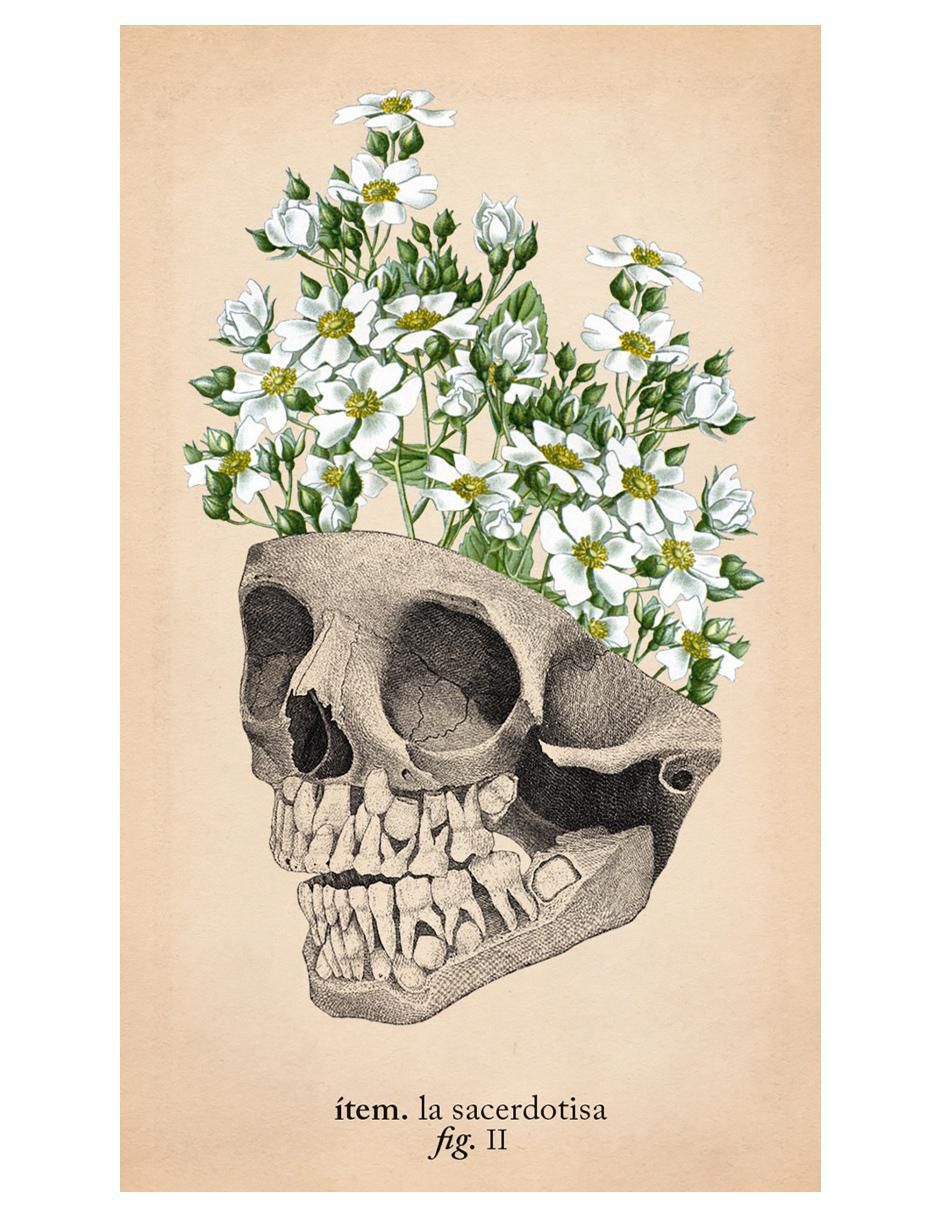 Libro Tarot de anatomía y botánica antiguas de Claire Goodchild