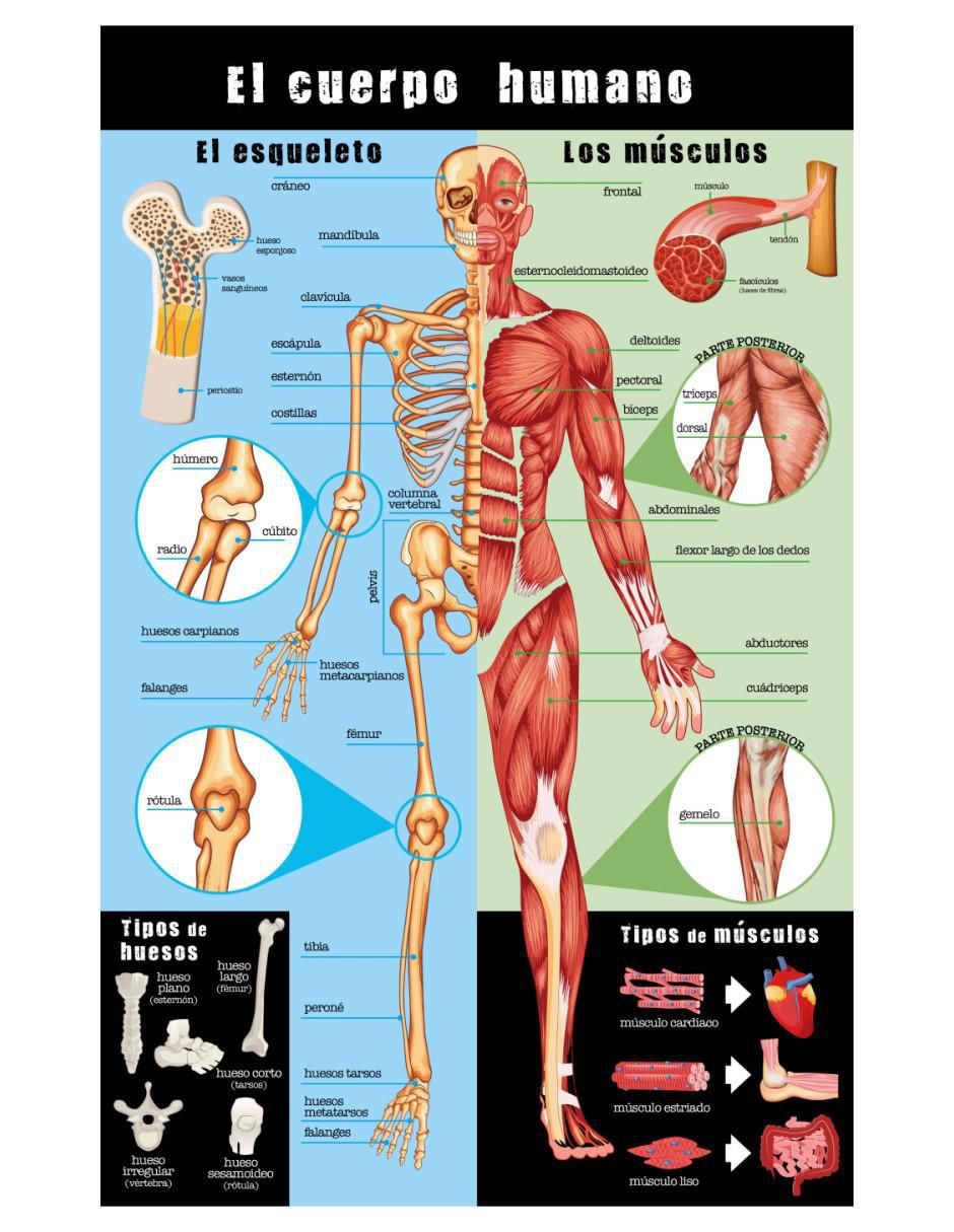 Libro Guía definitiva del cuerpo humano de Carla Nieto Martínez