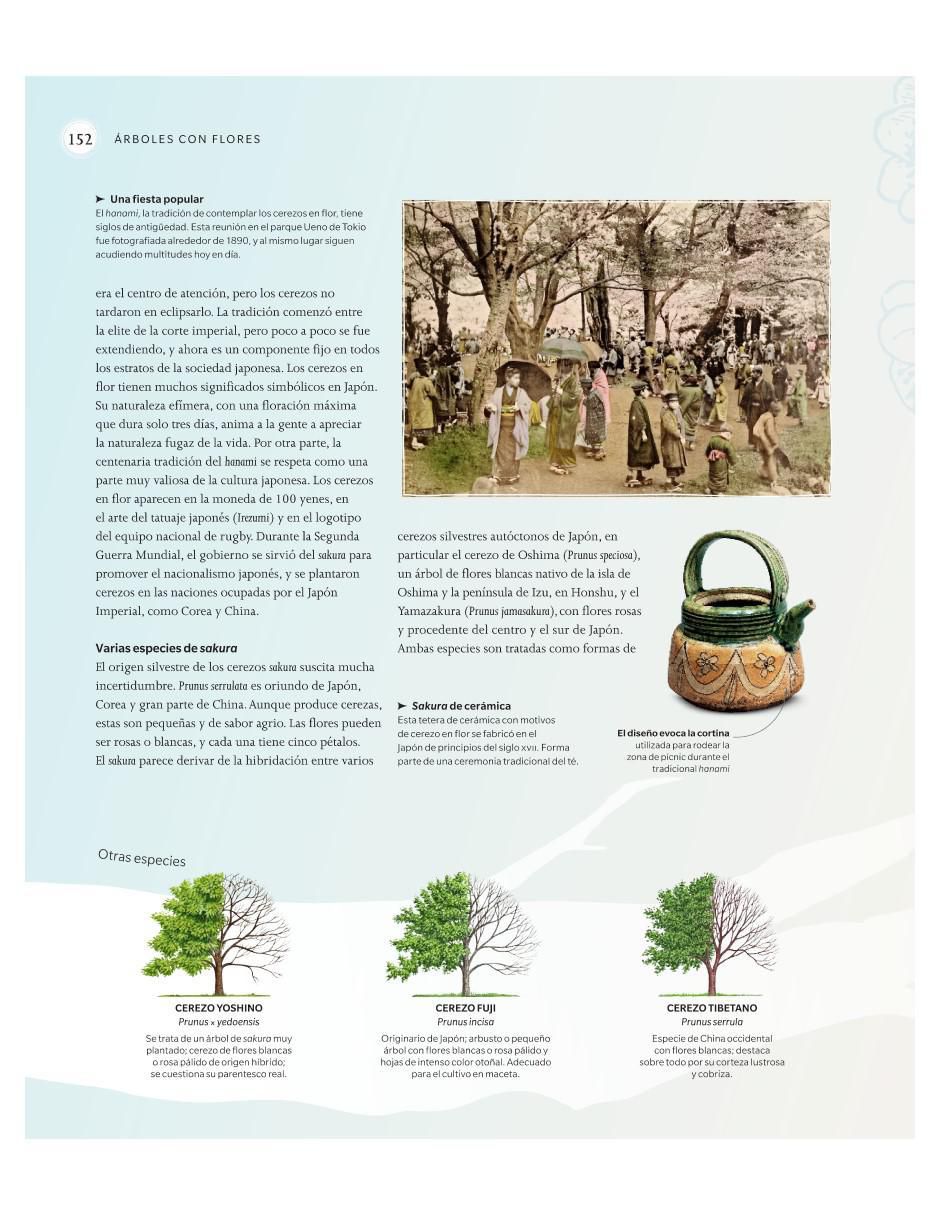 El Libro del Árbol de Micahel Scott / Ross Bayton / Andrew Mikolajski / Keith Rushforth