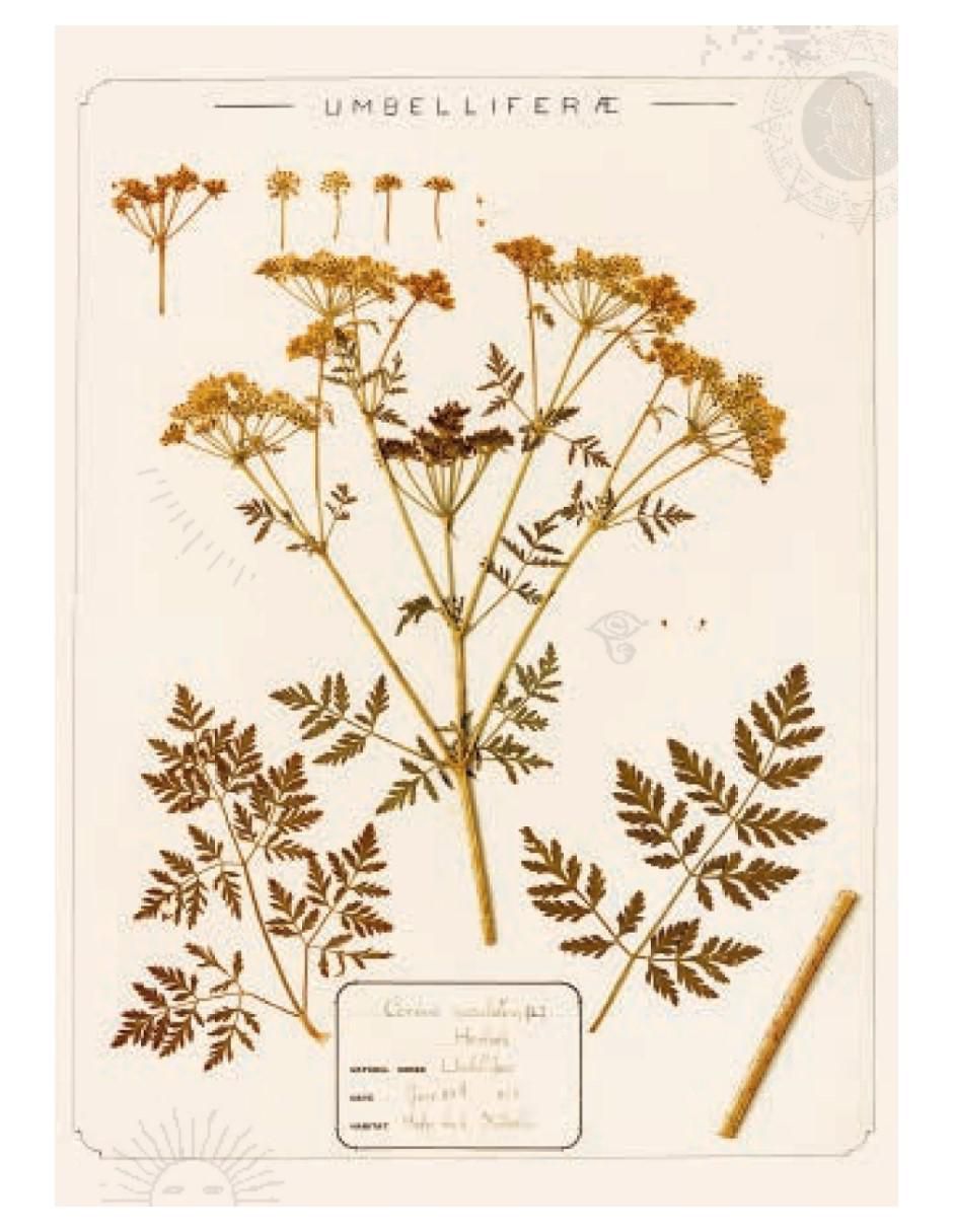Libro El Huerto de las Brujas de Sandra Lawrence / Royal Botanic Gardens