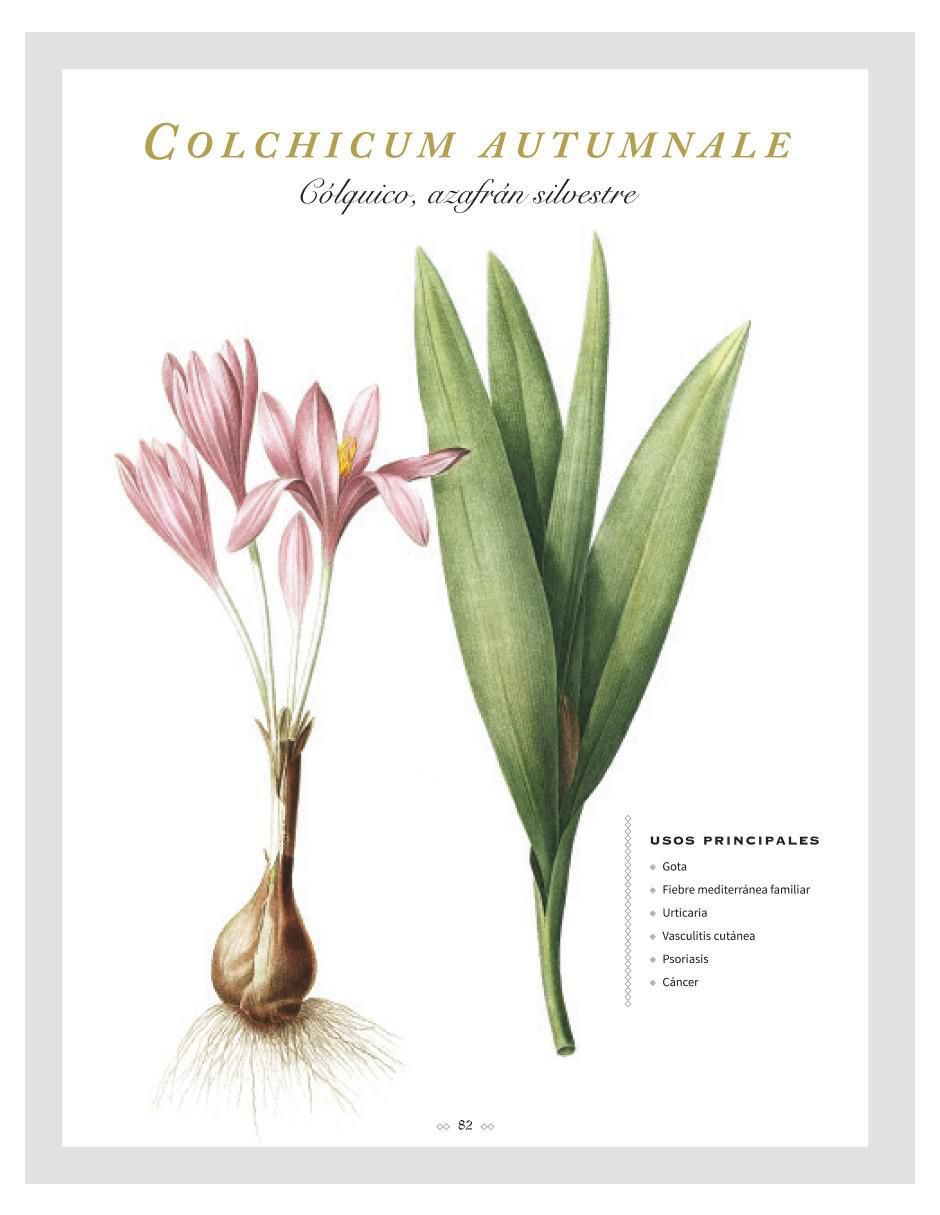 Libro Botanicum Medicinale: Guía ilustrada de Plantas Medicinales de Catherine Whitiock