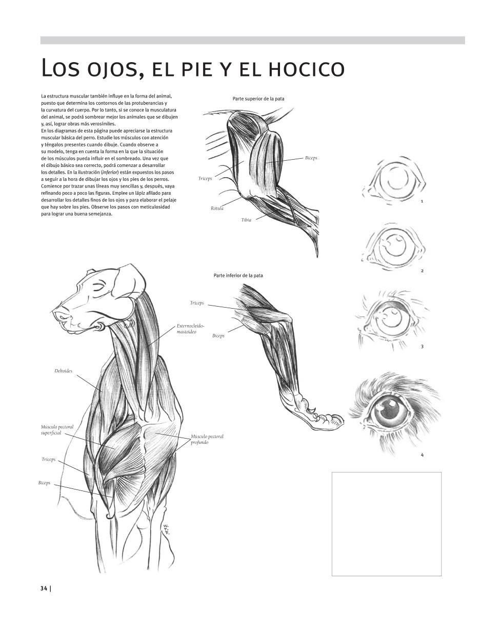 Libro Guía Completa de Dibujo. Animales Cuaderno de Ejercicios 4