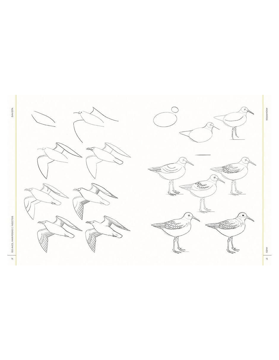 Libro 100 Aves, Mariposas e Insectos. Dibujo realista paso a paso de Melissa Washburn