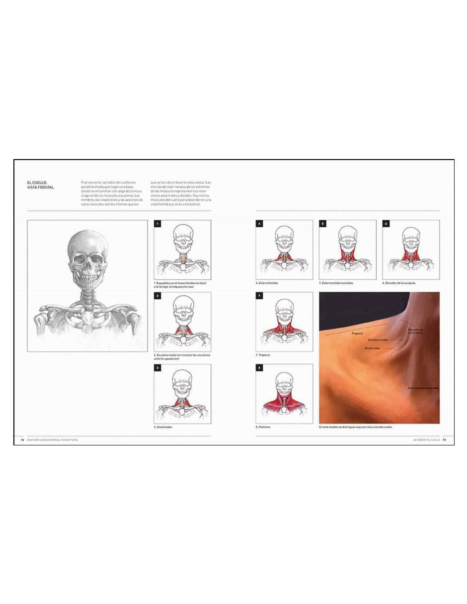 Libro Anatomía humana esencial para artistas de Ken Goldman
