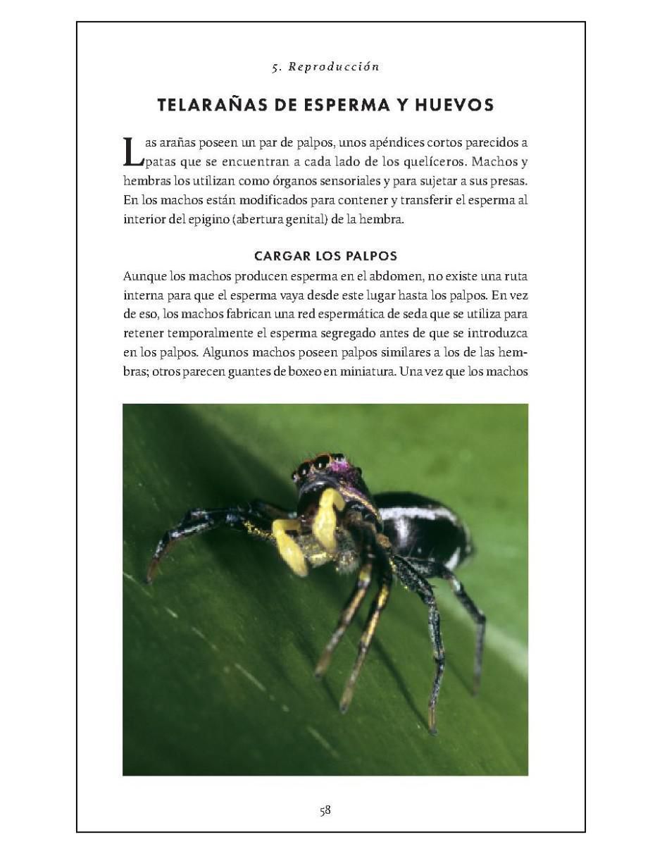 Pequeño libro de la naturaleza. Arañas de Simon D. Pollard