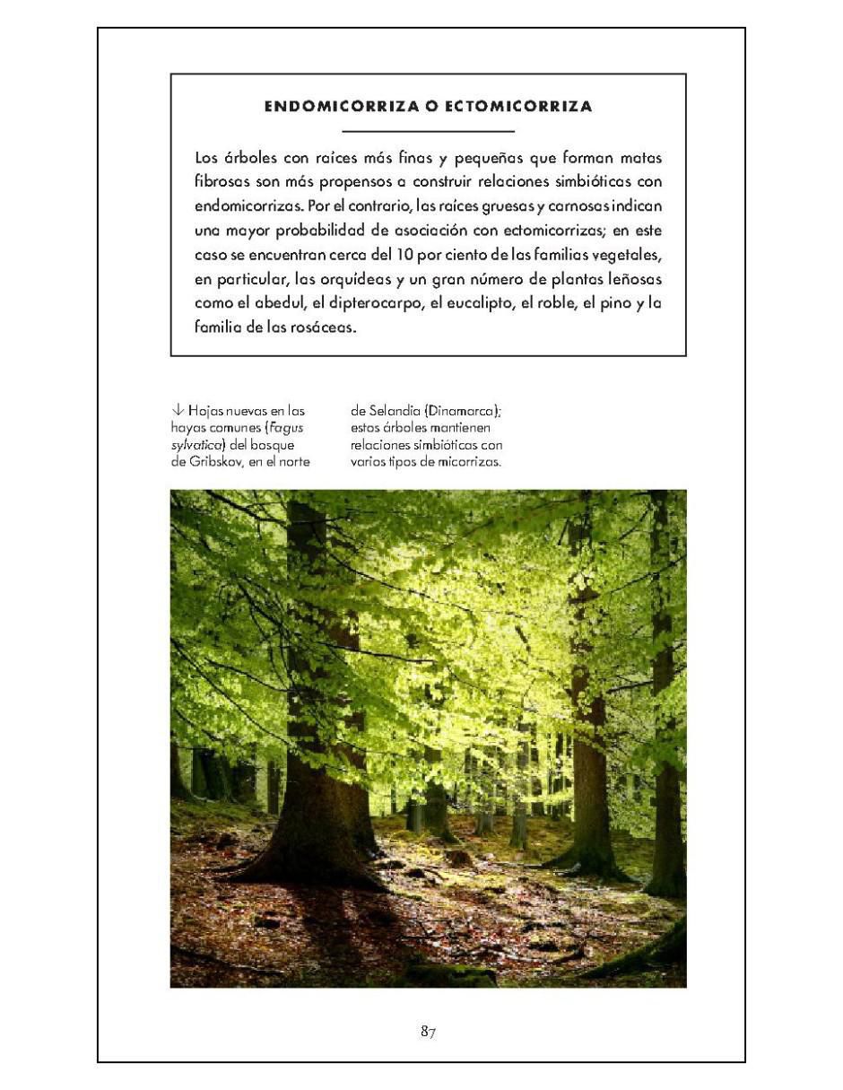 Libro Pequeño libro de la naturaleza. Árboles de Herman Shugart/Peter White 5
