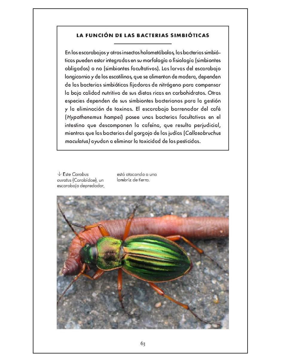 Libro Pequeño de la naturaleza. Escarabajos de 2