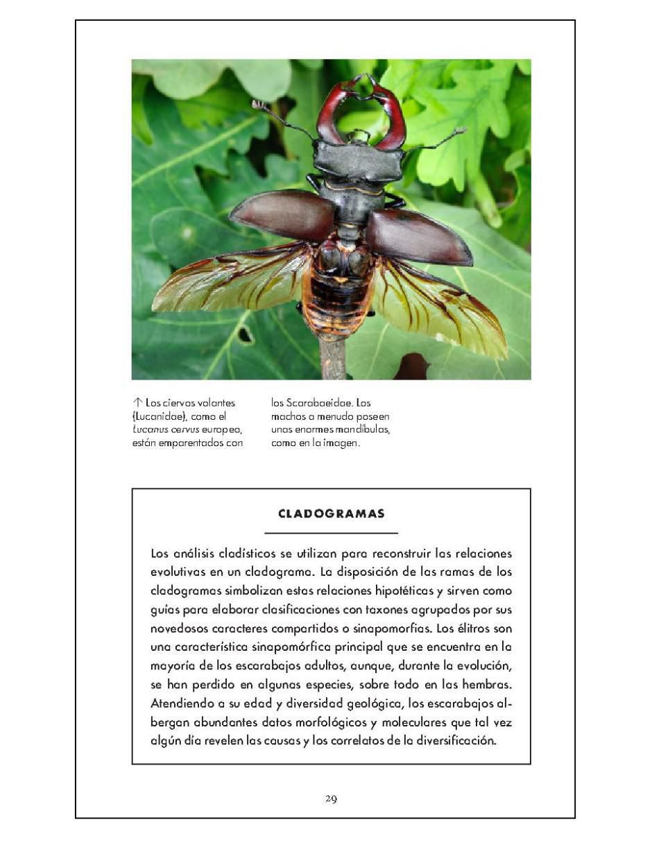 Pequeño libro de la naturaleza. Escarabajos de Arthur V. Evans