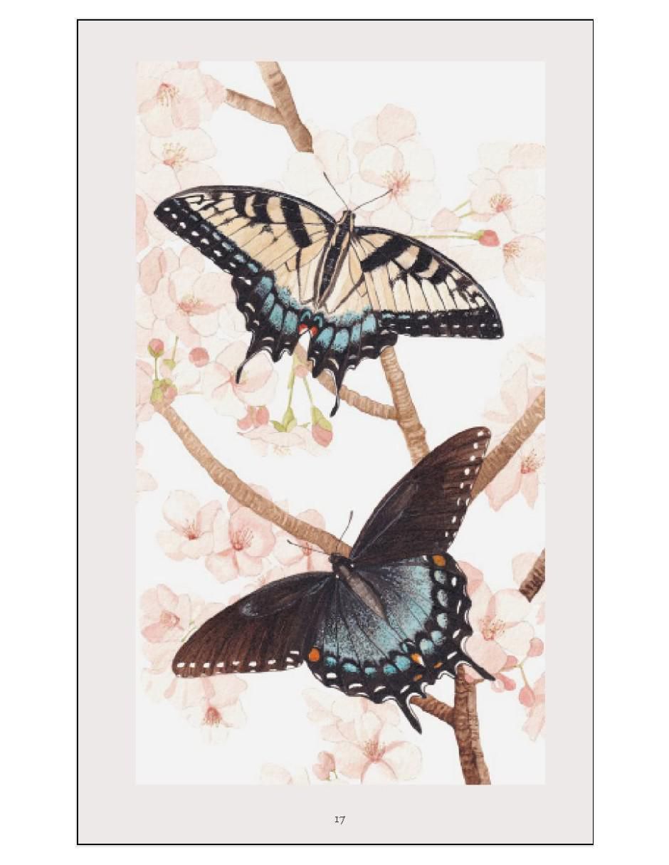 Libro Pequeño libro de la naturaleza. Mariposas de Andrei Sourakov/Alexandra A. Sourakov 4